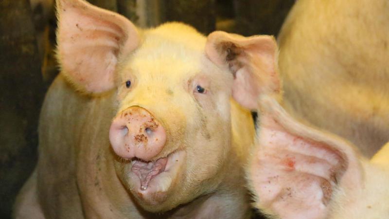 Abbiamo 2 maiali e un lattonzolo a testa