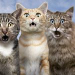 1520006568_455_genesi-dellespressione-nun-ce-trippa-pe-gatti
