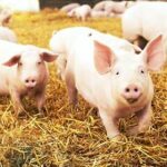 Pig_welfare.jpg-1695983186584.jpg–rischio_psa__suini_abbattuti_a_solarolo