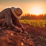 Regenerative Agriculture. A farmer planting seeds in a fertile field using a no-till drill, captured in documentary and candid style, with natural, warm sunlight illuminating the scene. Generative AI