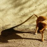 perche_il_cane_insegue_le_ombre_2338_orig