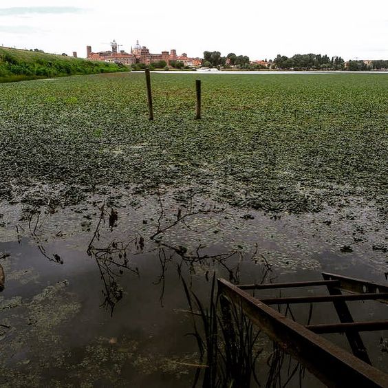 Fior di Loto e Trigol: infestanti dei laghi