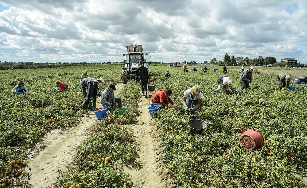 70% di braccia straniere nell’agricoltura mantovana
