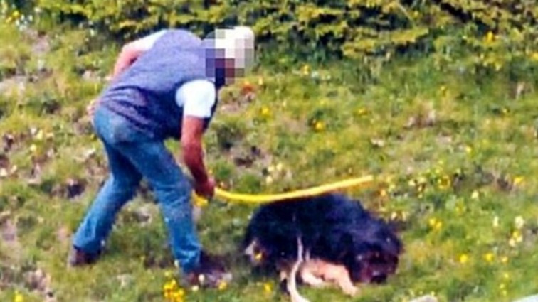 Animali maltrattati: 100 procedimenti penali in corso
