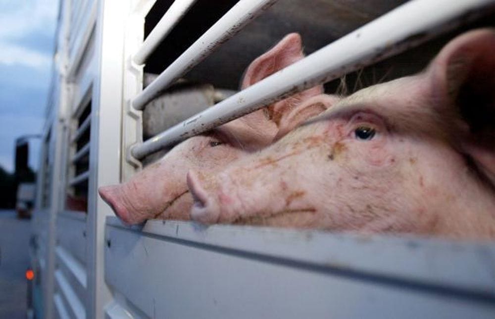 Benessere animale