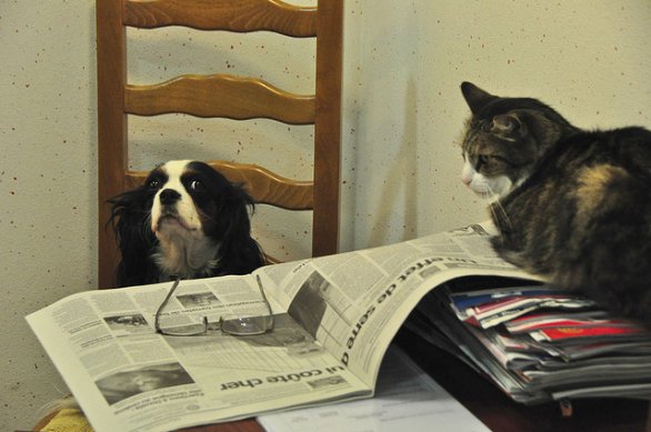 Cani e gatti sono beni ma possono “ereditare”
