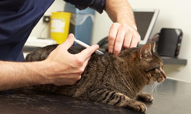 Gatti: microchip diventa obbligatorio - Radiobase Mantova