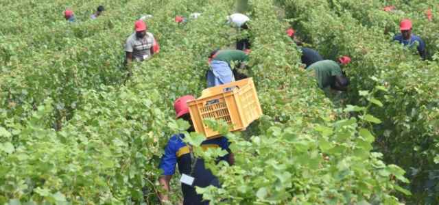 Senza stranieri poca frutta e verdura