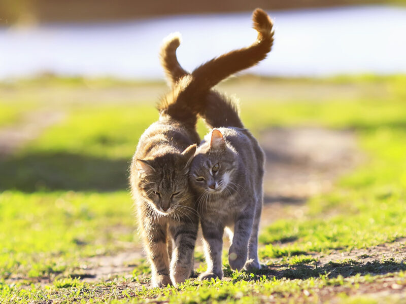 I gattini non fanno più like