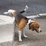 Cane-che-fa-pipi-su-muro-1