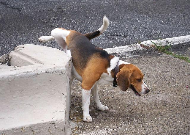 Bagni pubblici: meglio essere cani che turisti