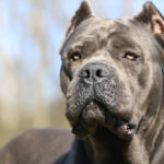 Cane_corso-2