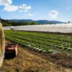 Tractor wheel and lettuce farm with greenhouse in background
