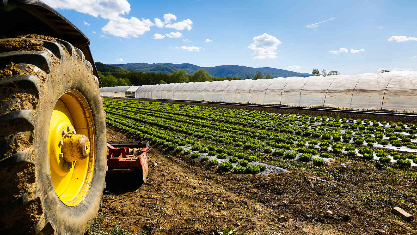 In 704 abbandonano lavoro e agricoltura