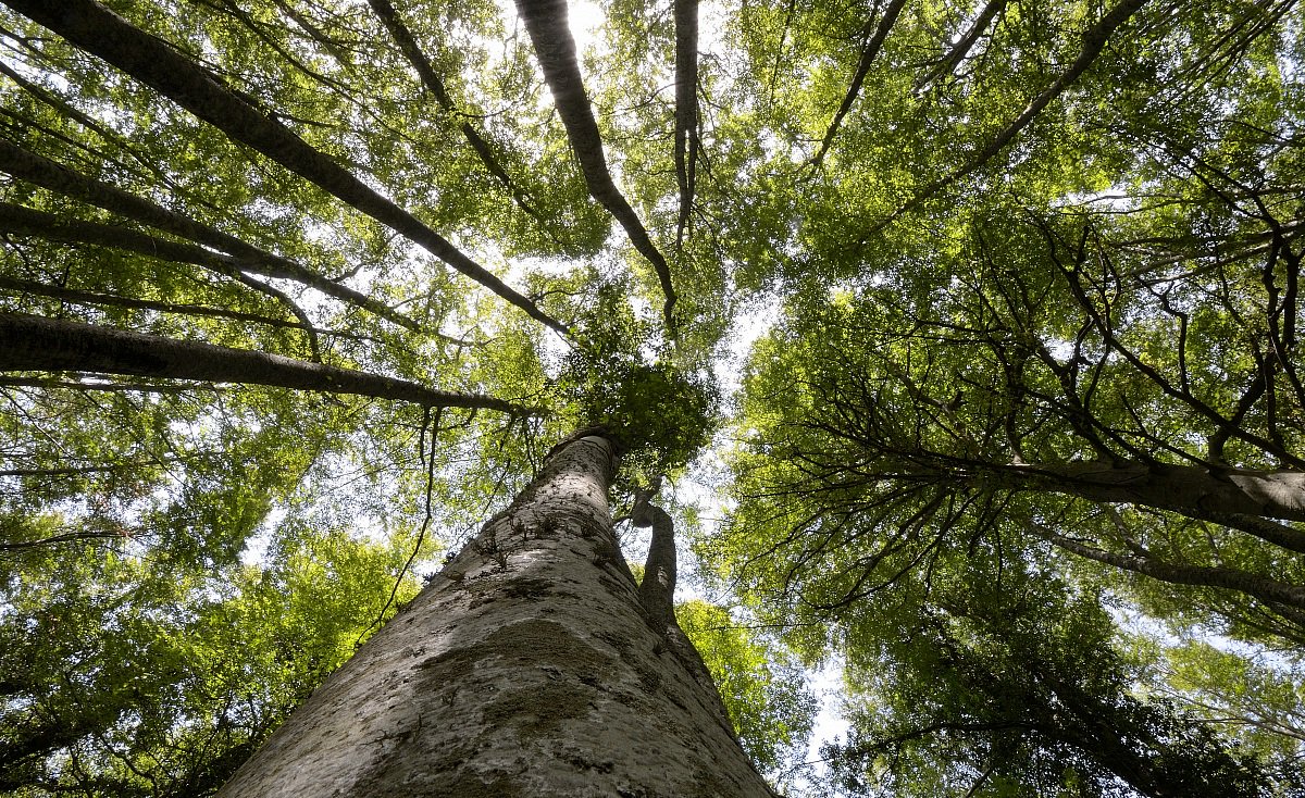 Lenti a crescere ma sono il futuro