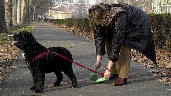 Raccogliere e dilavare le deiezioni canine