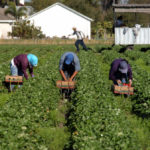 straberry picker workers