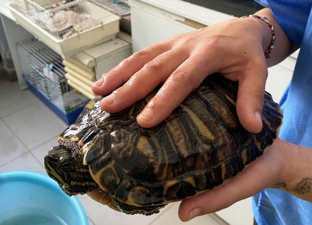 Tartarughe americane invasive come le nutrie
