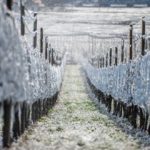 Frost Tramin-1389_MGZOOM