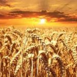 Grano2