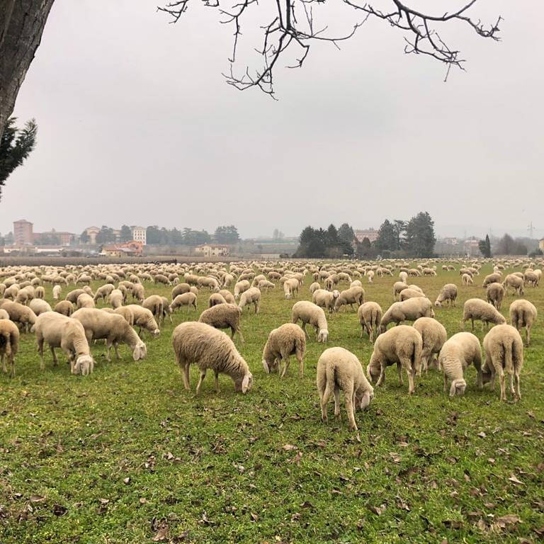 Contributi agricoli: truffare per pochi spiccioli