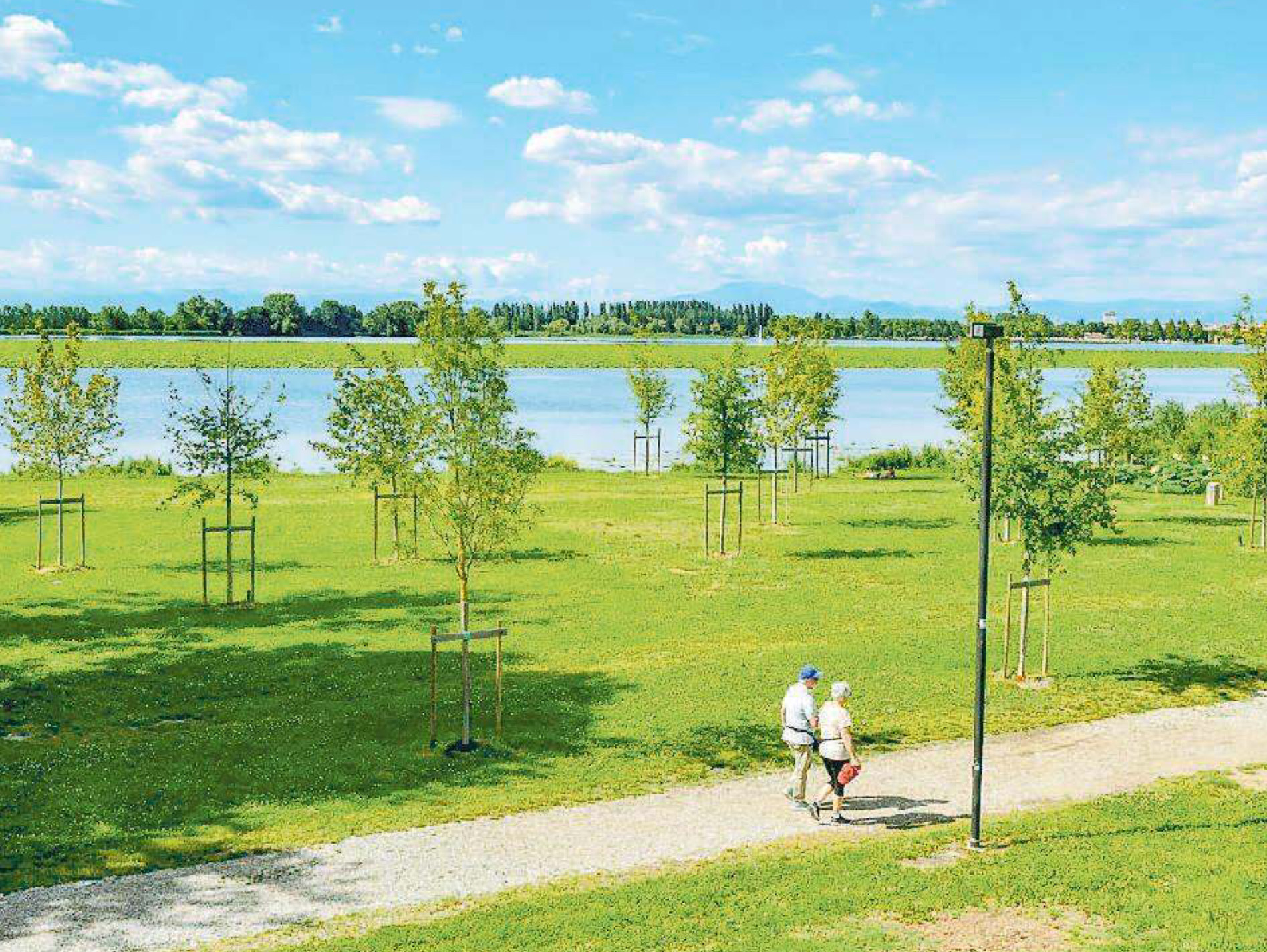 Gli alberi chiedono tempo e pazienza