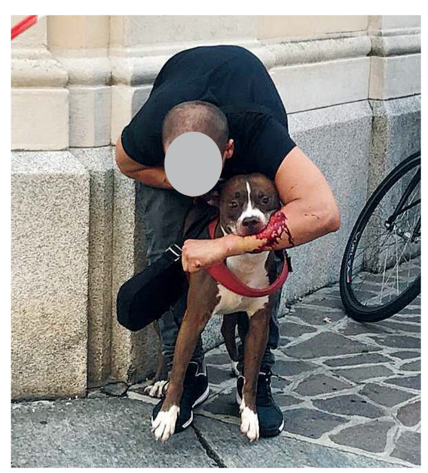 Certi cani sono armi e come tali serve saperli portare