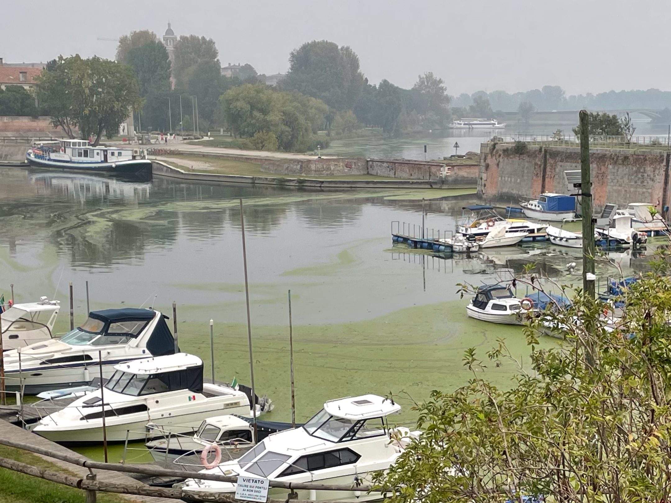 La pianta del trigol tagliata invade Porto e darsena a Catena