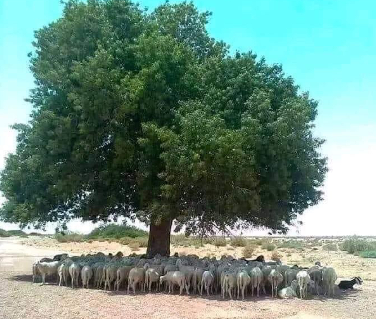 Gli alberi mitigano, però bisognerebbe piantarli