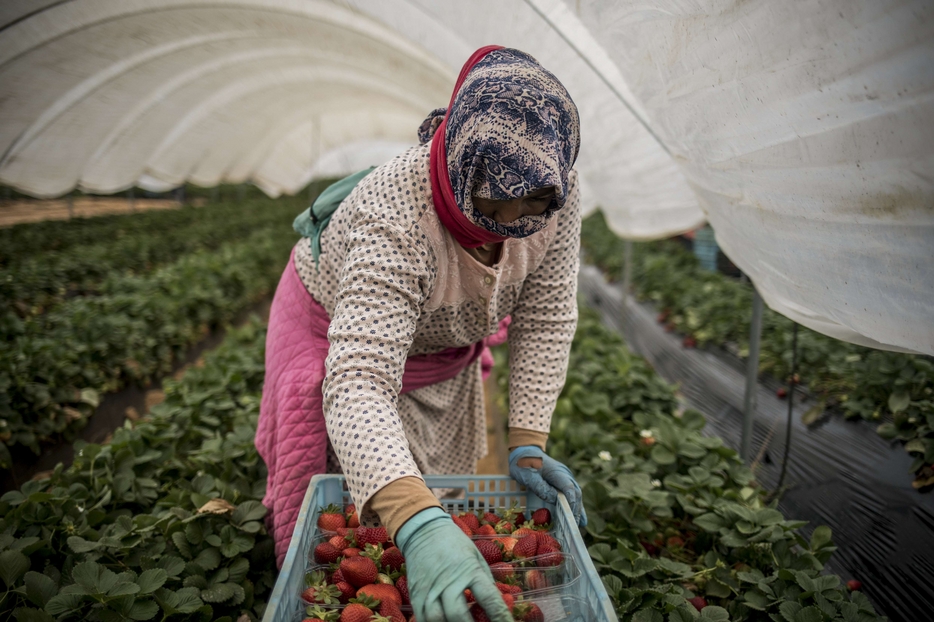Senza lavoratori dal Marocco niente orticole, meloni, fragole e uva