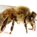Le-api-la-fisica-quantistica-e-il-sistema-immunitario