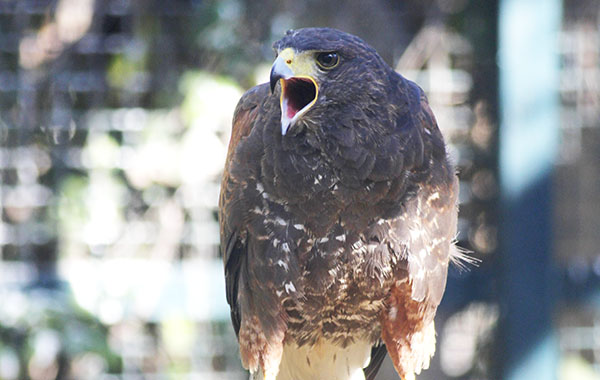 Un’aquila e due falchi per “convincere” i piccioni a traslocare