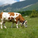 Mucca-al-pascolo-1024×675