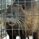 Nutria_in_gabbia-2-2