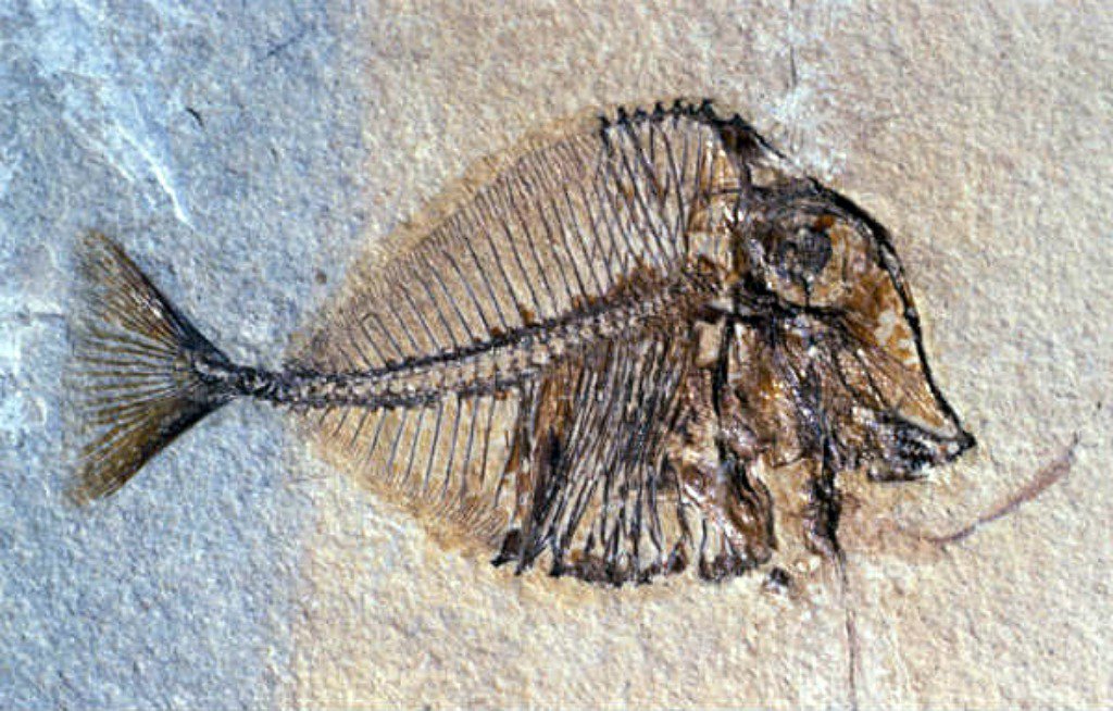 Il Ducale chiuso per Pasquetta é un Pesce d’Aprile