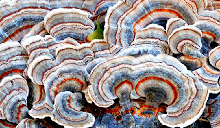 Bonificare con piante e funghi quanto avvelenato negli anni ’50