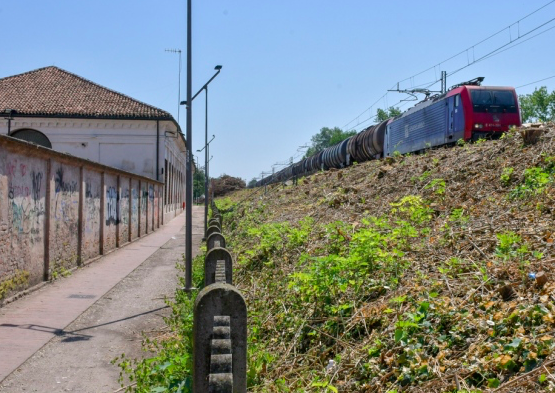 Le ferrovie capitozzano gli alberi ma solo in fianco al TE