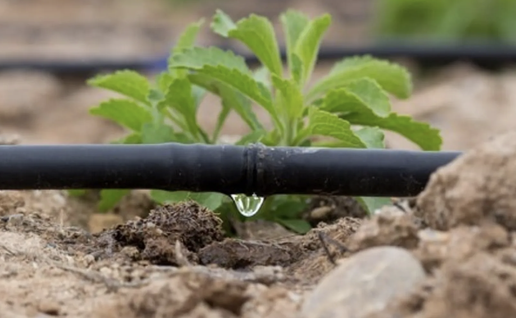 Non tutti risparmiano acqua