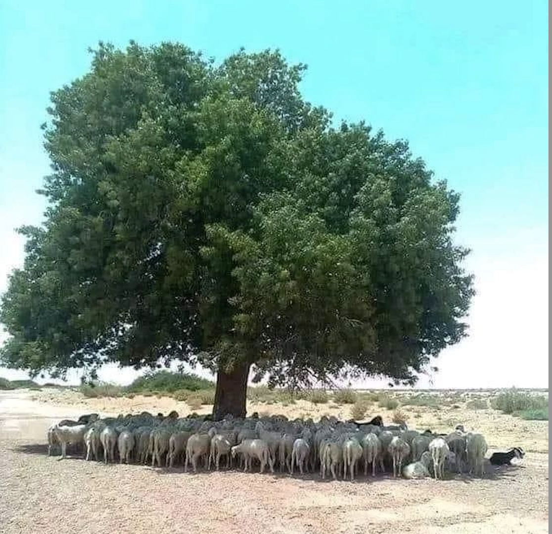 Fitorimedio