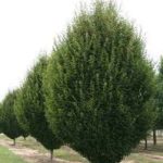 Unknown-1