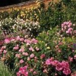 Unknown-2