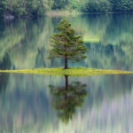 Sapin se reflétant dans un lac en Norvège