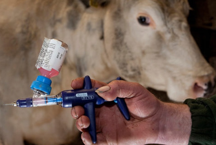 Meno antibiotici agli animali e, conseguentemente, agli umani