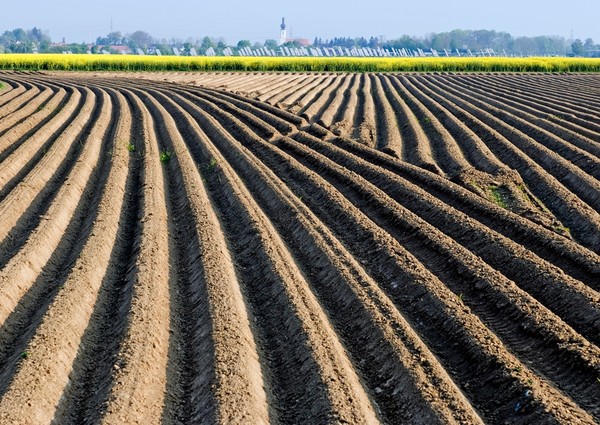 Occupazione: cresce solo l’agricoltura