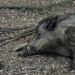 boar