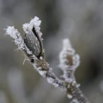 bud-ice-hoarfrost-covered-frozen-winter-cold-branch-icy