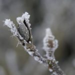 bud-ice-hoarfrost-covered-frozen-winter-cold-branch-icy