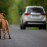 cane-abbandonato1