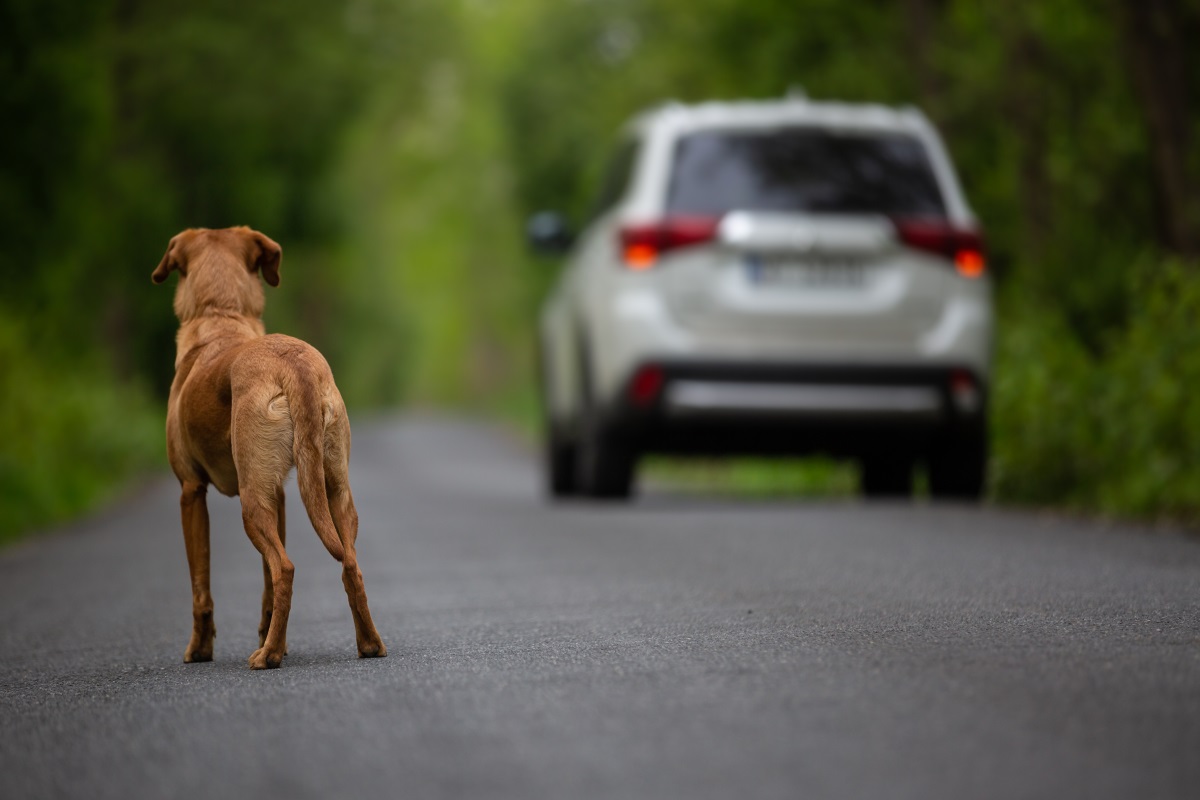 Cani: usa&getta per fine lockdown