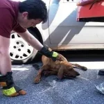 cane-impaurito-botti-latina.jpg